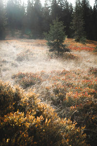 Trees growing in field