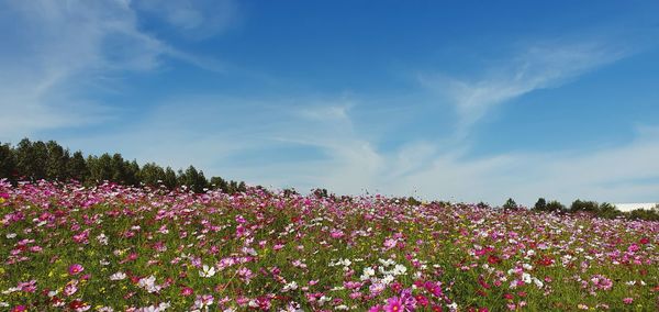 Pink flowering plants on field against sky