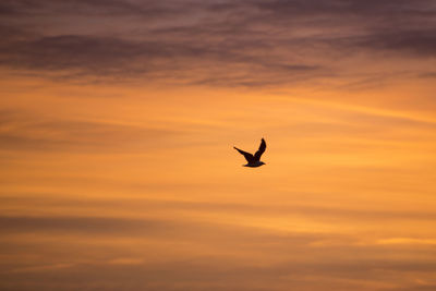 Low angle view of silhouette bird flying against orange sky