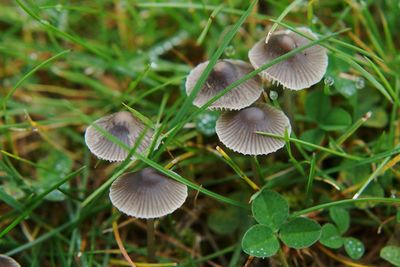 Close-up of mushrooms growing on plant