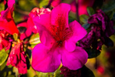 Close-up of pink flowers