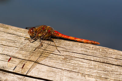 Close-up of insect on wood