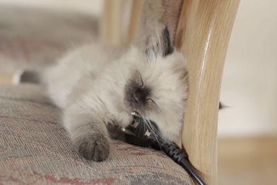 Close-up of cat relaxing on floor