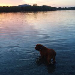 Dog looking at lake