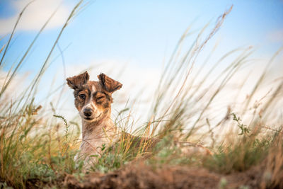 Close-up of dog on field