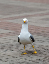 Close-up of seagull perching on footpath