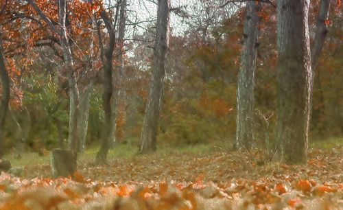 Trees in forest during autumn