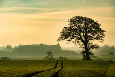 Tree on field against sky during sunset