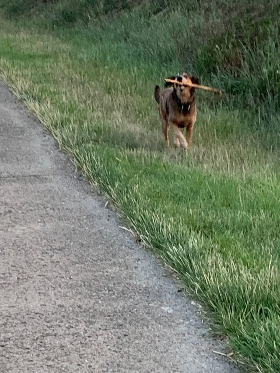 DOG RUNNING IN A ROAD