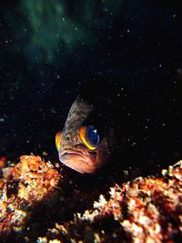 Close-up of fish swimming in sea