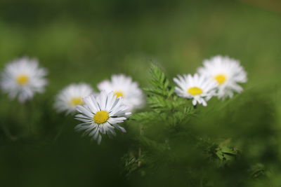 Close-up of white daisy flowers