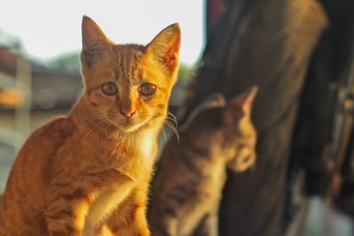 Close-up portrait of cat