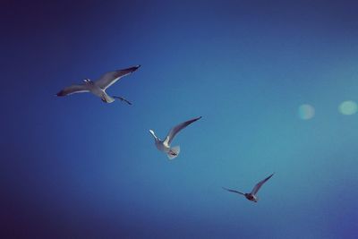 Low angle view of birds flying against clear sky