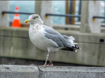 Close-up of seagull perching on railing