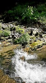 Plants growing on rocks in forest