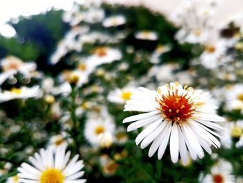 Close-up of white flower blooming outdoors