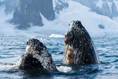 Scenic view of whales in sea