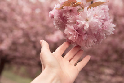 Close-up of hand holding cherry blossoms