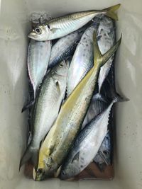 High angle view of fish for sale in market