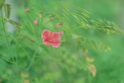 Close-up of pink flowering plant