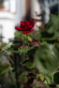 Close-up of red rose