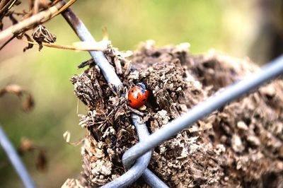 Close-up of ladybug