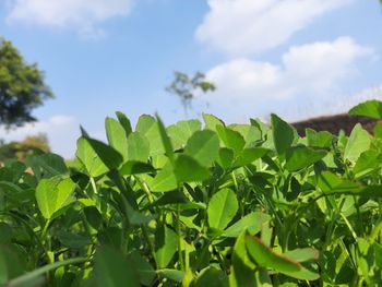 Low angle view of plants growing on field against sky