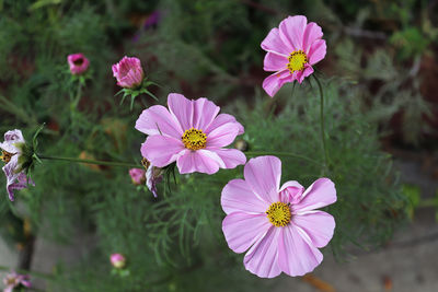 Close-up of pink cosmos flowers