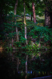 Trees and plants in forest