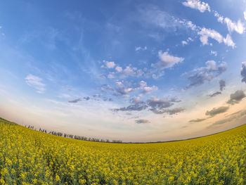 Scenic view of oilseed rape field against sky