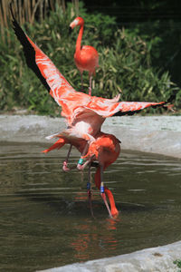 High angle view of bird in lake