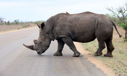 Side view of rhinoceros crossing road