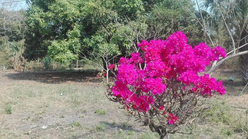 Pink flowers on tree