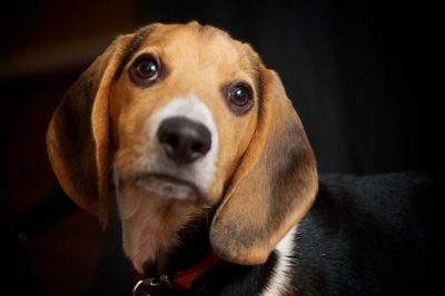 Close-up portrait of dog