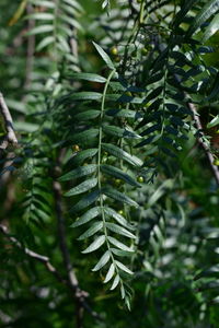 Close-up of green leaves