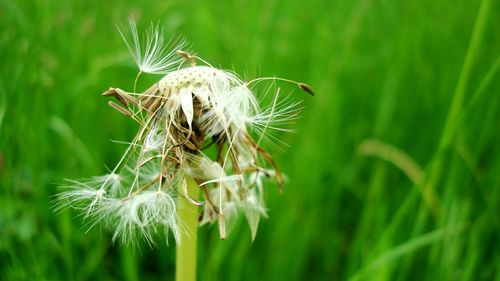 Close-up of dandelion