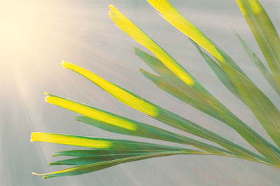 Close-up of yellow flowering plant