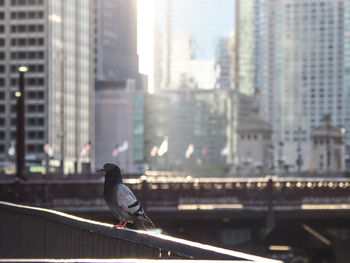 Bird perching on a building