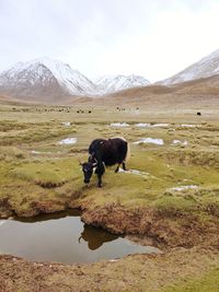 View of horse on field against mountain range