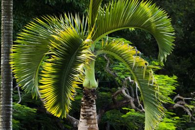 Low angle view of palm trees