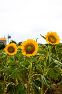 Sunflowers blooming on field