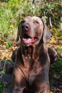 Dog sitting on field