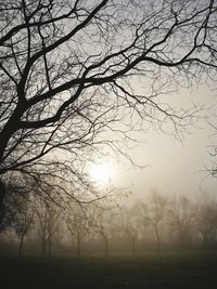 Bare trees on landscape against sky