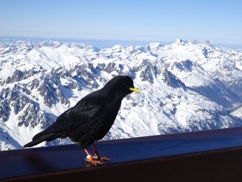 Close-up of bird perching on mountain against sky