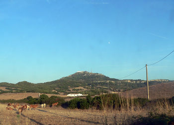 Scenic view of field against clear blue sky
