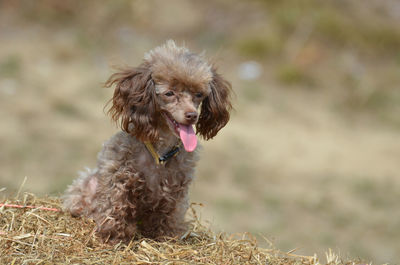 Brown poodle with a cute face and a pink tongue.