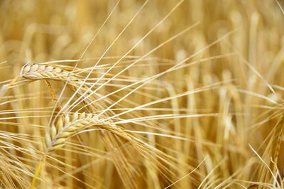 Close-up of wheat growing on field