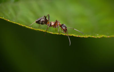 Close-up of ant on leaf