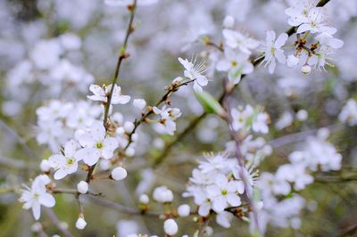 Close-up of white cherry blossoms in spring