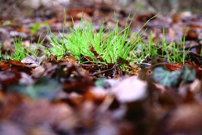 Close-up of grass in water